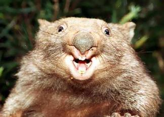 Northern Hairy-Nosed Wombat