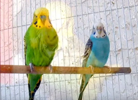 Parakeets Age