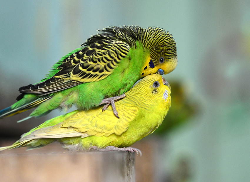 how-to-tell-if-a-parakeet-is-male-or-female