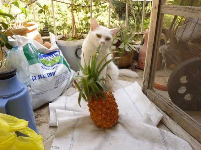cats eat pineapple or not