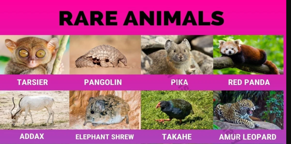 Rarest Animals in Worlds 