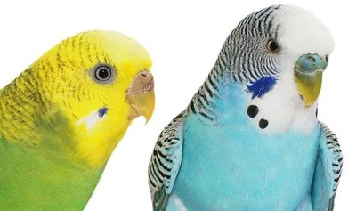 Parakeet Is Male Or Female