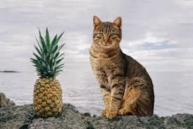 cat like pineapple