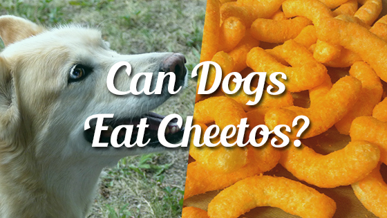 dog eat cheetos