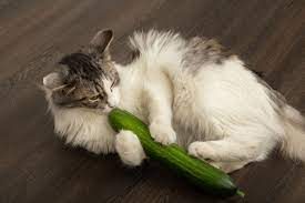 can cat eat cucumbers