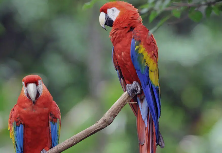 macaws age