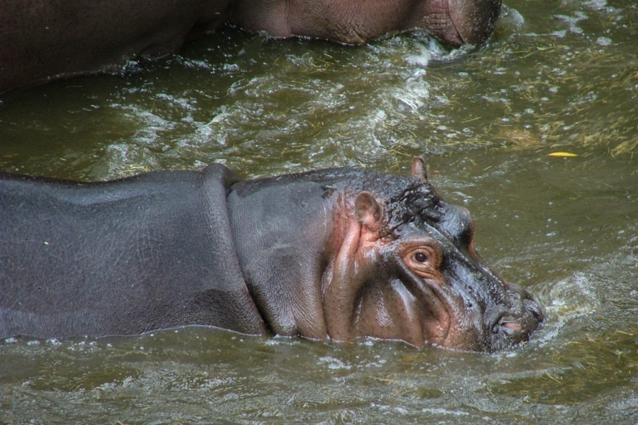 hippos eat in the Zoo