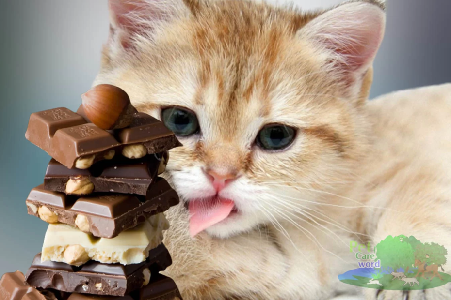 Cats Have Chocolate