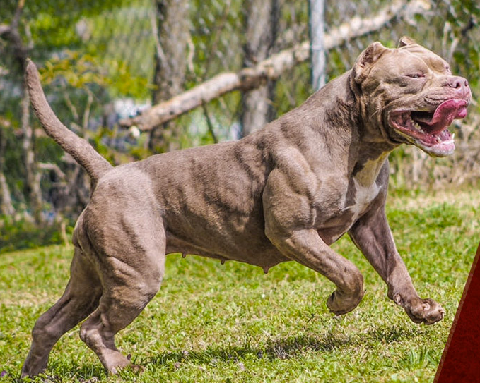 Pitbull 