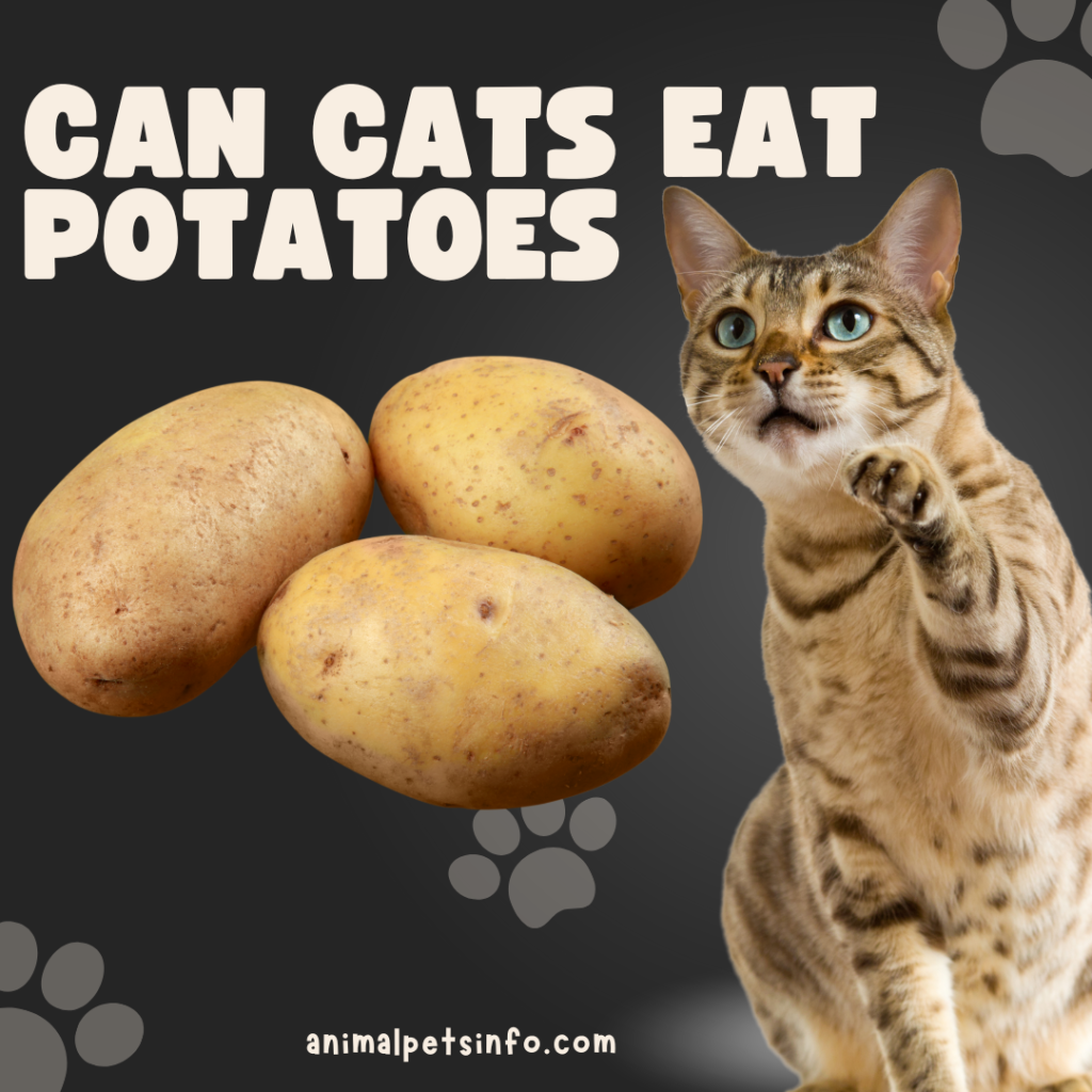 can cats eat potatoes