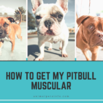 how to get my pitbull muscular