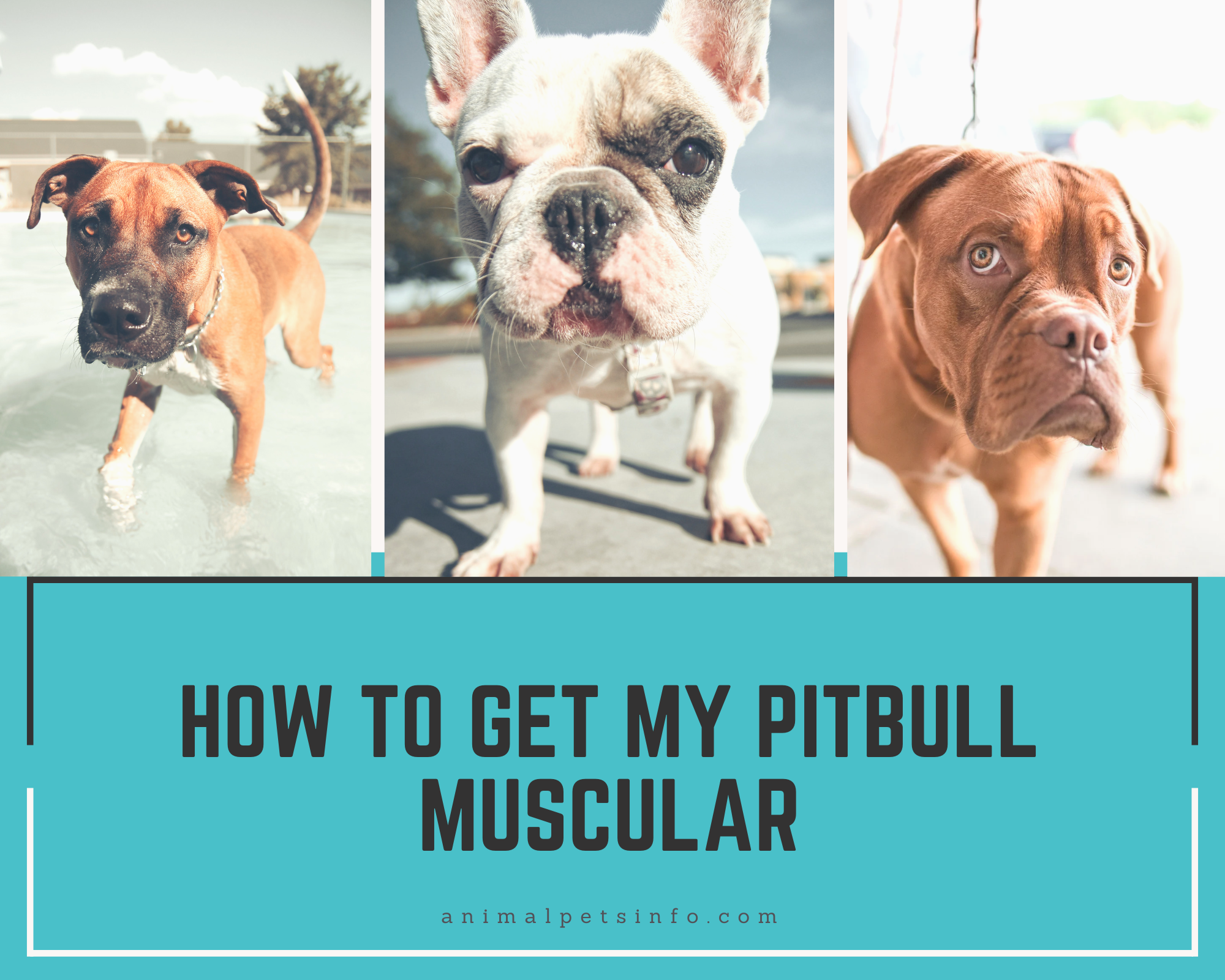 how to get my pitbull muscular