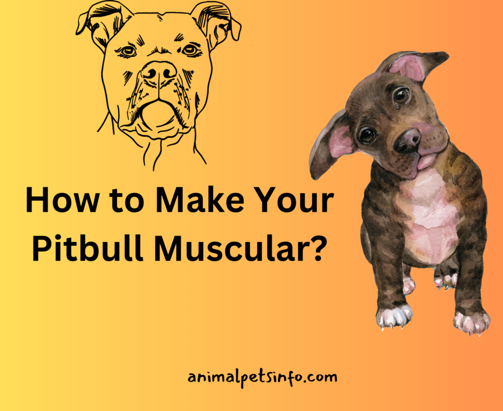 How To Get My Pitbull Muscular? 