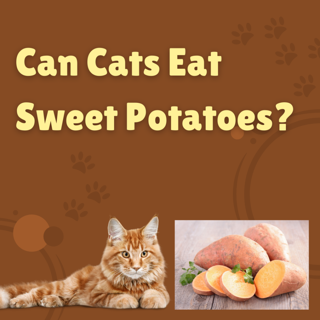 Can Cats Eat Sweet Potatoes?