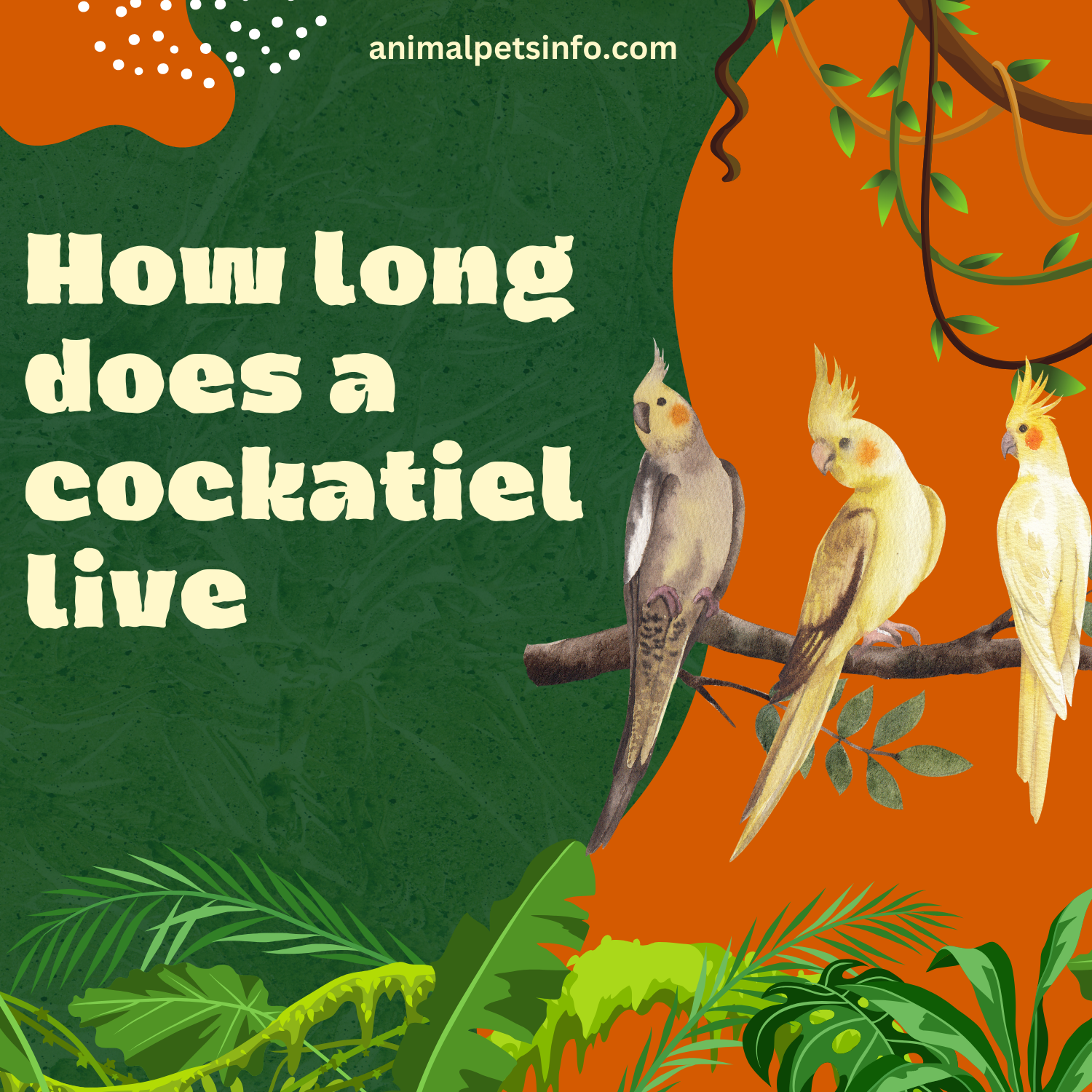 How Long Does a Cockatiel Live?