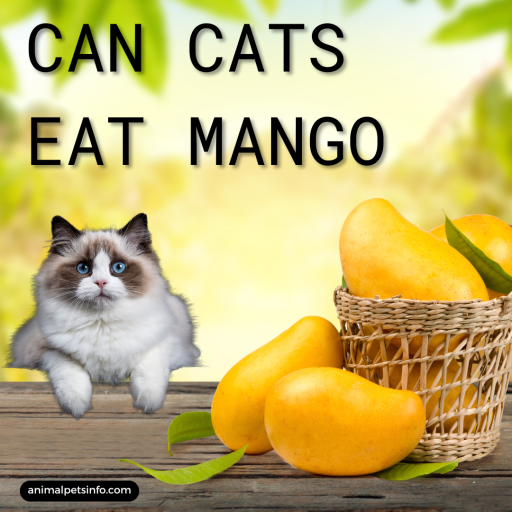 can cats eat mango