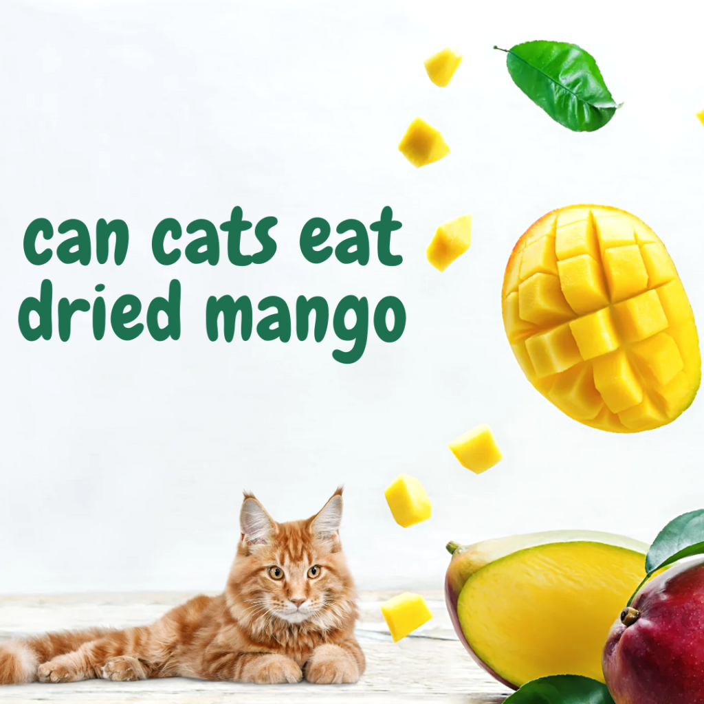 can cats eat dried mango