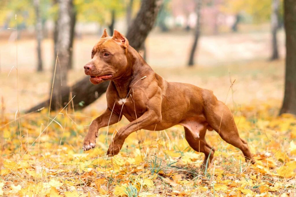 Building Muscle in Pitbulls