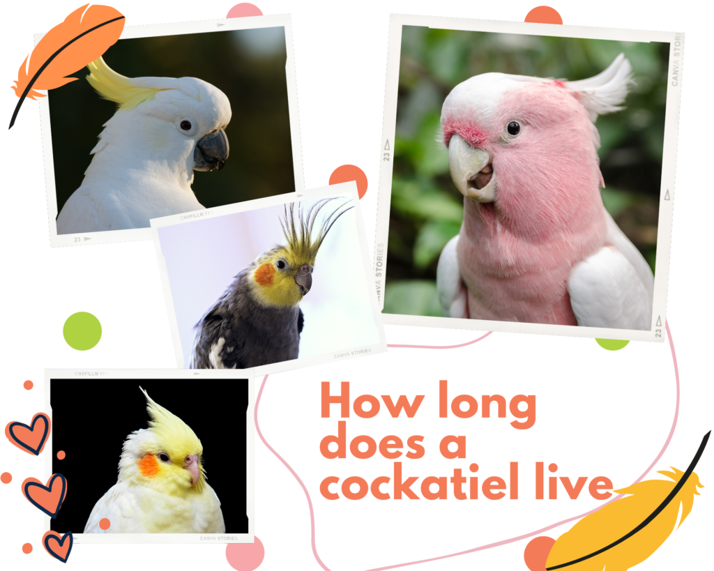 How Long Does a Cockatiel Live? 