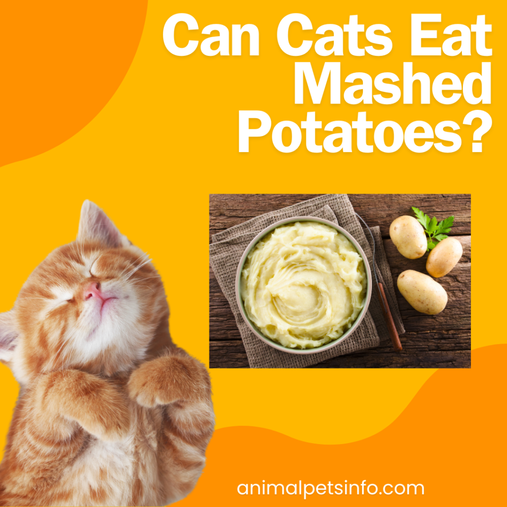 Can Cats Eat Mashed Potatoes?