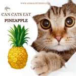 can cats eat pineapple