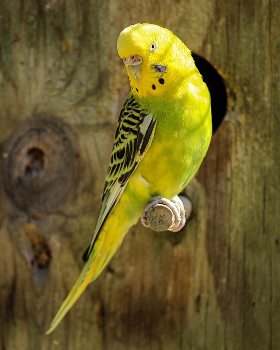 Parakeet is Male or Female