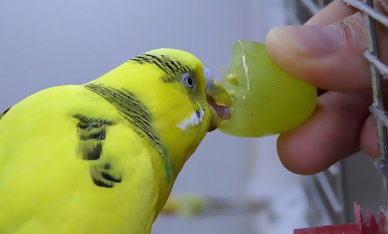 Can Parakeets Eat Grapes?