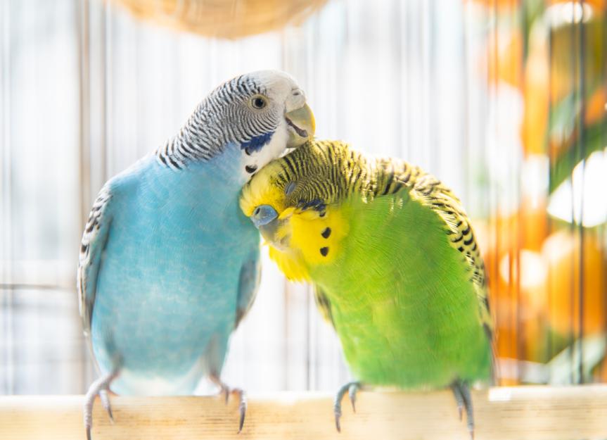 How Long Do Parakeets Live