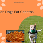 Can Dogs Eat Cheetos